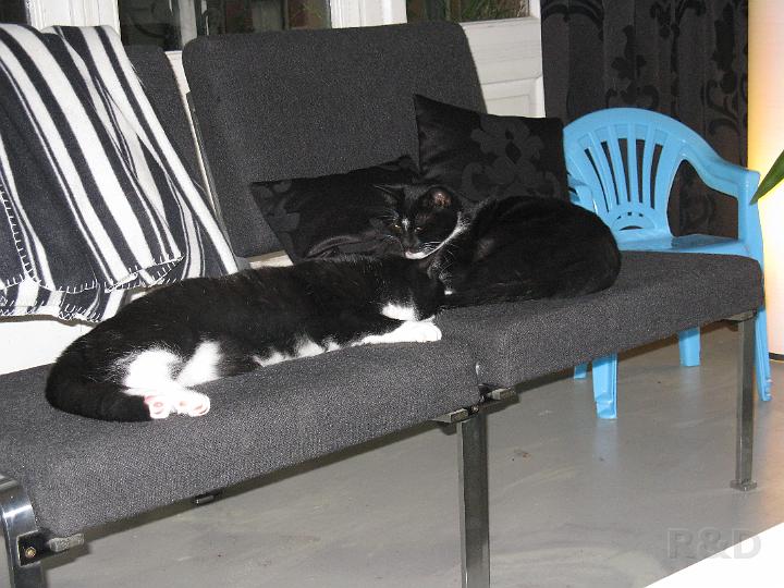 Spike & Zoey 24 oktober 2008 (3).JPG